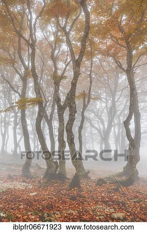 Beech forest in autumn, Switzerland, Europe View Large Photo Image Stock Image - Beech forest in autumn, Switzerland, Europe. Fotosearch