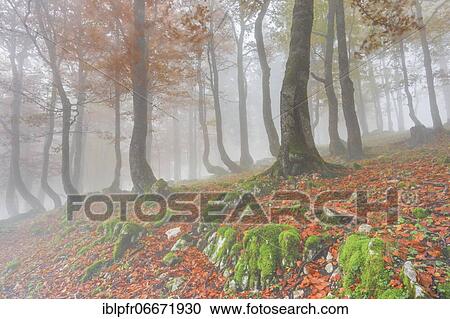 Beech forest in autumn, Switzerland, Europe View Large Photo Image Stock Image - Beech forest in autumn, Switzerland, Europe. Fotosearch