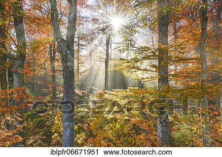 Stock Image - Beech forest in autumn, Switzerland, Europe. Fotosearch