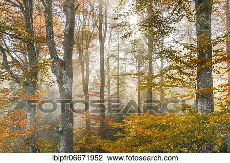 Beech forest in autumn, Switzerland, Europe View Large Photo Image Stock Image - Beech forest in autumn, Switzerland, Europe. Fotosearch