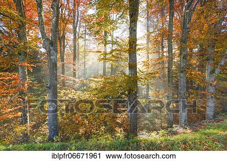 Beech forest in autumn, Switzerland, Europe View Large Photo Image Stock Image - Beech forest in autumn, Switzerland, Europe. Fotosearch