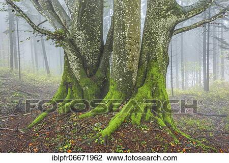 Beech forest in autumn, Switzerland, Europe View Large Photo Image Stock Image - Beech forest in autumn, Switzerland, Europe. Fotosearch