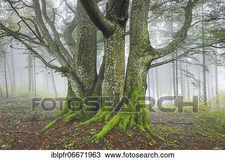 Beech forest in autumn, Switzerland, Europe View Large Photo Image Stock Image - Beech forest in autumn, Switzerland, Europe. Fotosearch