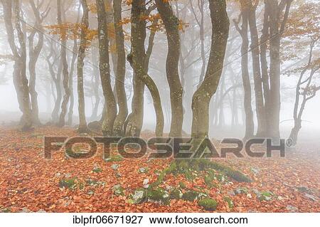 Stock Photo - Beech forest in autumn, Switzerland, Europe. Fotosearch