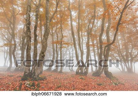 Beech forest in autumn, Switzerland, Europe View Large Photo Image Stock Photo - Beech forest in autumn, Switzerland, Europe. Fotosearch