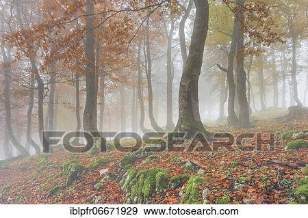 Stock Photo - Beech forest in autumn, Switzerland, Europe. Fotosearch
