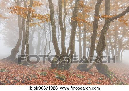 Beech forest in autumn, Switzerland, Europe View Large Photo Image Stock Photograph - Beech forest in autumn, Switzerland, Europe. Fotosearch