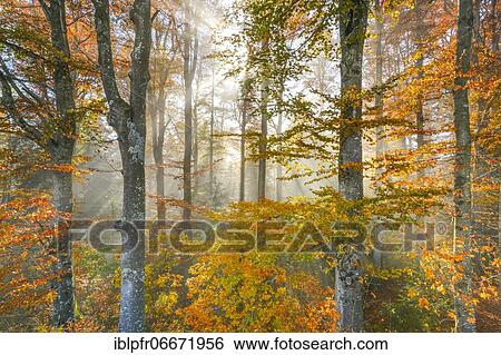 Beech forest in autumn, Switzerland, Europe View Large Photo Image Stock Photograph - Beech forest in autumn, Switzerland, Europe. Fotosearch