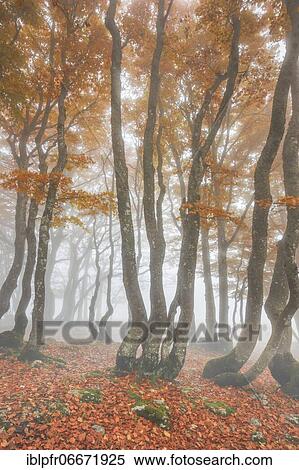 Stock Photography - Beech forest in autumn, Switzerland, Europe. Fotosearch