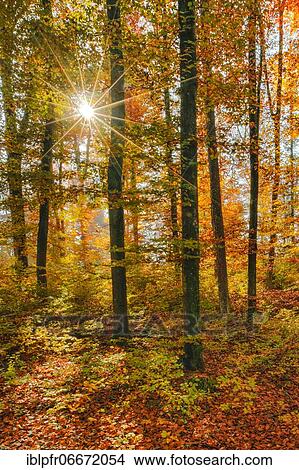 Beech forest in the Zurich Oberland, Switzerland, Europe View Large Photo Image Picture - Beech forest in the Zurich Oberland, Switzerland, Europe. Fotosearch