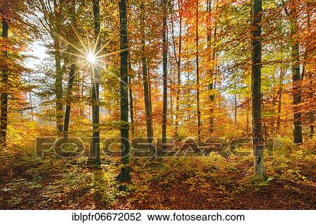 Beech forest in the Zurich Oberland, Switzerland, Europe View Large Photo Image Stock Image - Beech forest in the Zurich Oberland, Switzerland, Europe. Fotosearch