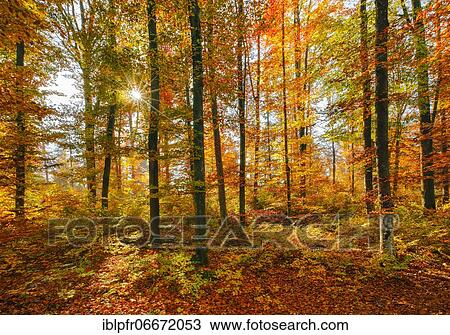 Beech forest in the Zurich Oberland, Switzerland, Europe View Large Photo Image Stock Image - Beech forest in the Zurich Oberland, Switzerland, Europe. Fotosearch