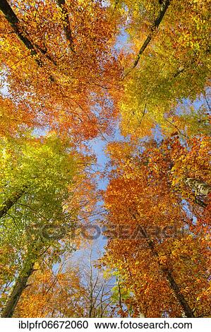 Beech forest in the Zurich Oberland, Switzerland, Europe View Large Photo Image Stock Image - Beech forest in the Zurich Oberland, Switzerland, Europe. Fotosearch