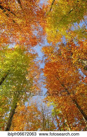 Beech forest in the Zurich Oberland, Switzerland, Europe View Large Photo Image Stock Image - Beech forest in the Zurich Oberland, Switzerland, Europe. Fotosearch