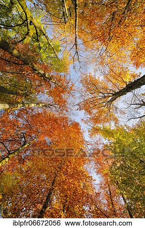 Stock Photograph - Beech forest in the Zurich Oberland, Switzerland, Europe. Fotosearch