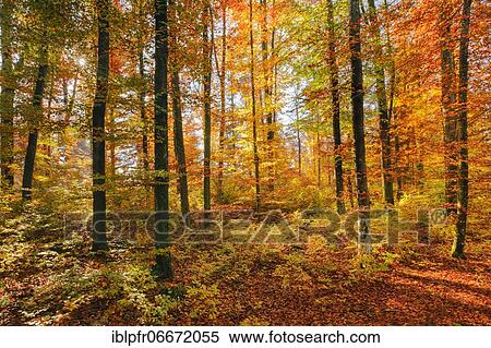 Beech forest in the Zurich Oberland, Switzerland, Europe View Large Photo Image Stock Photography - Beech forest in the Zurich Oberland, Switzerland, Europe. Fotosearch