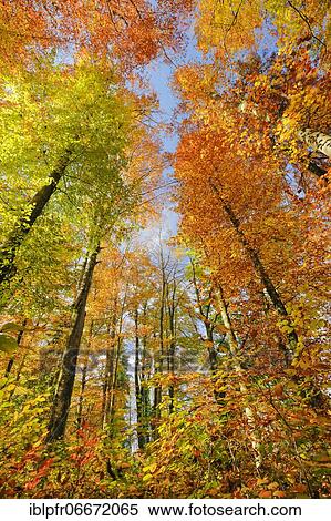 Beech forest in the Zurich Oberland, Switzerland, Europe View Large Photo Image Stock Photography - Beech forest in the Zurich Oberland, Switzerland, Europe. Fotosearch