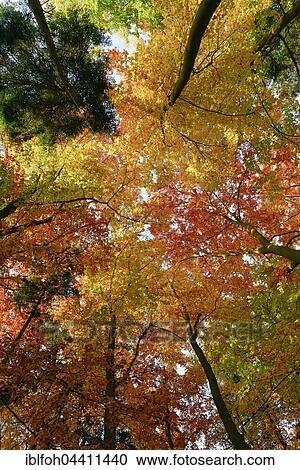 Stock Image - Beech forest treetops (Fagus sylvatica) displaying autumn colors, fall foliage, Briedern, Rhineland-Palatinate, Germany, Europe. Fotosearch