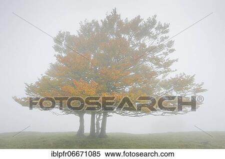Beech, Neuchâtel, Switzerland, Europe View Large Photo Image Stock Photography - Beech, Neuchâtel, Switzerland, Europe. Fotosearch