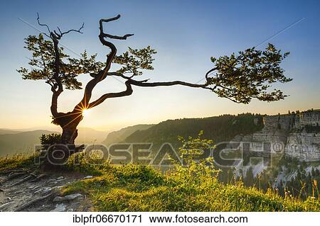 Beech tree at sunrise, Neuchâtel, Switzerland, Europe View Large Photo Image Stock Image - Beech tree at sunrise, Neuchâtel, Switzerland, Europe. Fotosearch