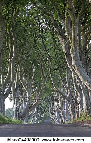 Beech tree avenue, The Dark Hedges, Ballymoney, County Antrim, Northern Ireland, United Kingdom, Europe View Large Photo Image Stock Image - Beech tree avenue, The Dark Hedges, Ballymoney, County Antrim, Northern Ireland, United Kingdom, Europe. Fotosearch