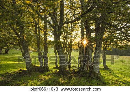 Beech tree group, Jura, Switzerland, Europe View Large Photo Image Stock Image - Beech tree group, Jura, Switzerland, Europe. Fotosearch