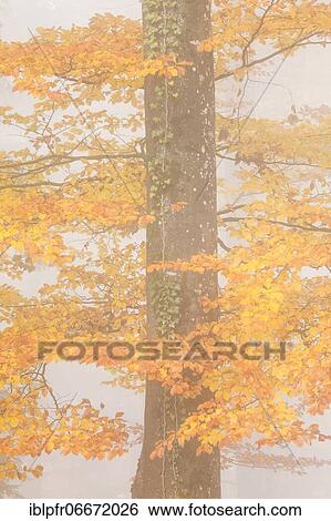 Beech tree in the fog, Zurich Oberland, Switzerland, Europe View Large Photo Image Stock Photograph - Beech tree in the fog, Zurich Oberland, Switzerland, Europe. Fotosearch
