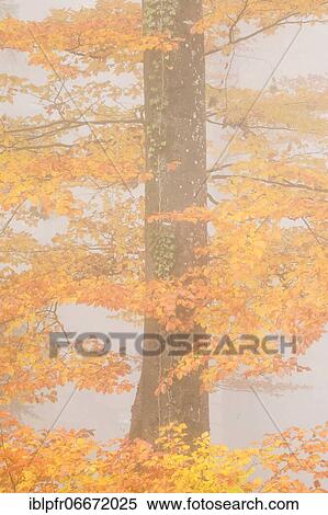 Beech tree in the fog, Zurich Oberland, Switzerland, Europe View Large Photo Image Stock Photography - Beech tree in the fog, Zurich Oberland, Switzerland, Europe. Fotosearch
