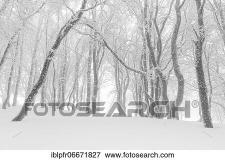Beeches (Fagus) in dense fog, Switzerland, Europe View Large Photo Image Stock Photo - Beeches (Fagus) in dense fog, Switzerland, Europe. Fotosearch