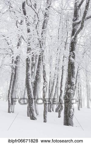 Beeches (Fagus) in dense fog, Switzerland, Europe View Large Photo Image Stock Photo - Beeches (Fagus) in dense fog, Switzerland, Europe. Fotosearch
