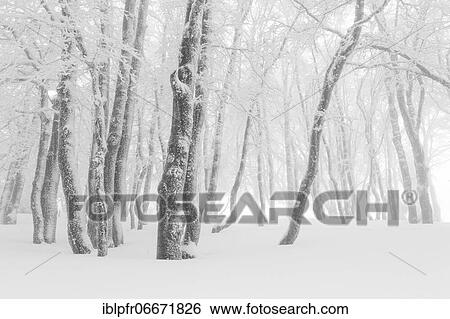 Beeches (Fagus) in dense fog, Switzerland, Europe View Large Photo Image Stock Photograph - Beeches (Fagus) in dense fog, Switzerland, Europe. Fotosearch