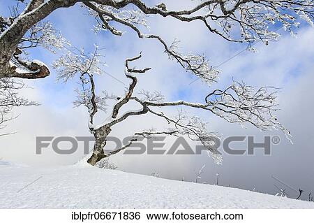 Stock Photograph - Beeches (Fagus) in dense fog, Switzerland, Europe. Fotosearch