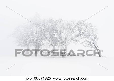 Beeches (Fagus) in dense fog, Switzerland, Europe View Large Photo Image Stock Photography - Beeches (Fagus) in dense fog, Switzerland, Europe. Fotosearch