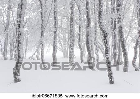 Stock Photography - Beeches (Fagus) in dense fog, Switzerland, Europe. Fotosearch