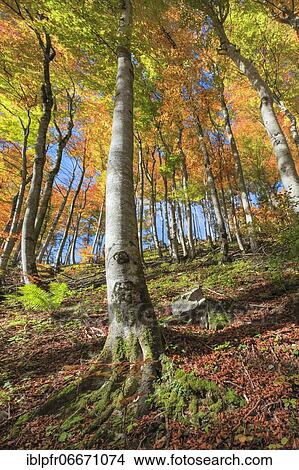 Beechwood in autumn, Switzerland, Europe View Large Photo Image Picture - Beechwood in autumn, Switzerland, Europe. Fotosearch