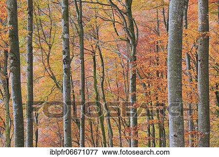 Beechwood in autumn, Switzerland, Europe View Large Photo Image Stock Photo - Beechwood in autumn, Switzerland, Europe. Fotosearch