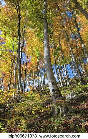 Beechwood in autumn, Switzerland, Europe View Large Photo Image Stock Photo - Beechwood in autumn, Switzerland, Europe. Fotosearch