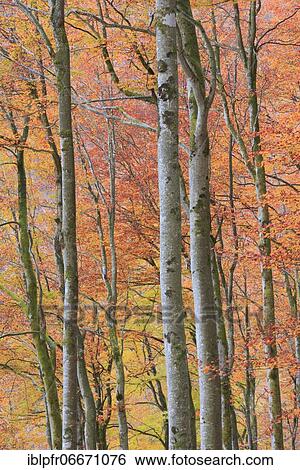Beechwood in autumn, Switzerland, Europe View Large Photo Image Stock Photograph - Beechwood in autumn, Switzerland, Europe. Fotosearch