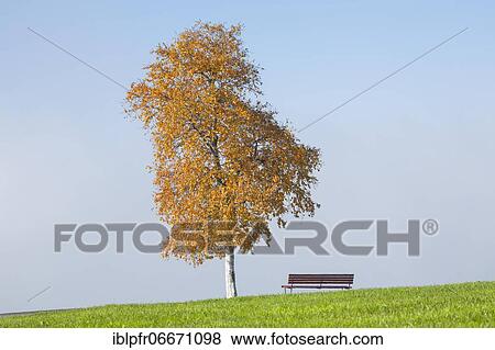 Bench under birch tree at Ratenpass View Large Photo Image Stock Photo - Bench under birch tree at Ratenpass. Fotosearch