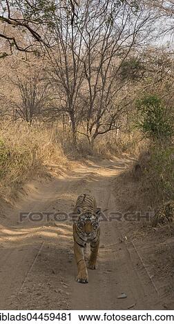 Bengal Tiger (Panthera tigris tigris) walking on jungle track, Ranthambhore National Park, Rajasthan, India, Asia View Large Photo Image Stock Image - Bengal Tiger (Panthera tigris tigris) walking on jungle track, Ranthambhore National Park, Rajasthan, India, Asia. Fotosearch