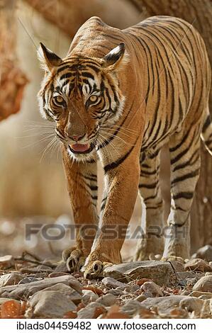 Bengal Tiger (Panthera tigris tigris) walking, Ranthambhore National Park, Rajasthan, India, Asia View Large Photo Image Stock Image - Bengal Tiger (Panthera tigris tigris) walking, Ranthambhore National Park, Rajasthan, India, Asia. Fotosearch