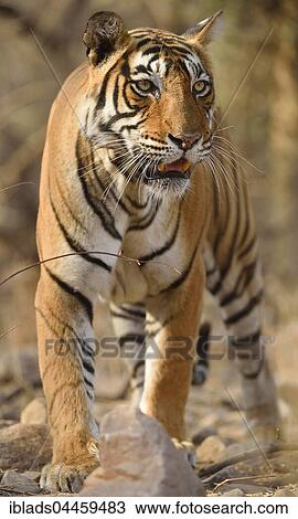 Bengal Tiger (Panthera tigris tigris) walking, Ranthambhore National Park, Rajasthan, India, Asia View Large Photo Image Stock Image - Bengal Tiger (Panthera tigris tigris) walking, Ranthambhore National Park, Rajasthan, India, Asia. Fotosearch
