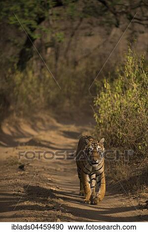 Stock Image - Bengal Tiger (Panthera tigris tigris) walking on a jungle track, Ranthambhore National Park, Rajasthan, India, Asia. Fotosearch