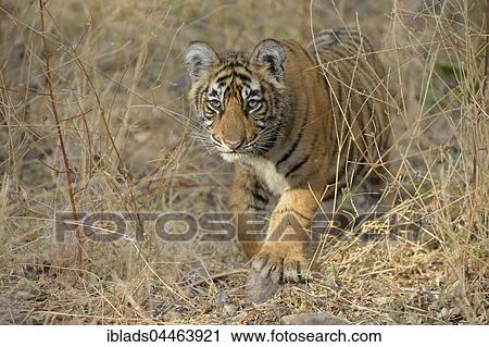 Bengal Tiger (Panthera tigris tigris), cub walking in dry grass, Ranthambhore National Park, Rajasthan, India, Asia View Large Photo Image Stock Image - Bengal Tiger (Panthera tigris tigris), cub walking in dry grass, Ranthambhore National Park, Rajasthan, India, Asia. Fotosearch