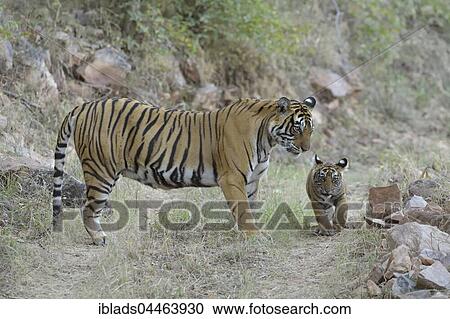 Bengal Tiger (Panthera tigris tigris), mother with cub walking on forest path, Ranthambhore National Park, Rajasthan, India, Asia View Large Photo Image Stock Image - Bengal Tiger (Panthera tigris tigris), mother with cub walking on forest path, Ranthambhore National Park, Rajasthan, India, Asia. Fotosearch