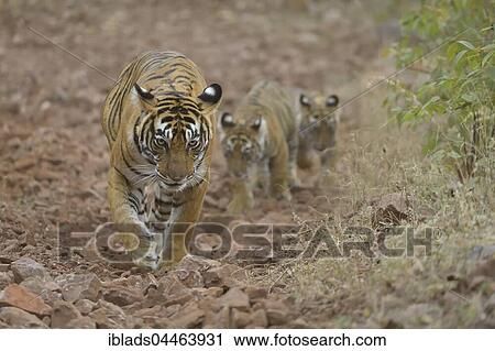 Bengal Tiger (Panthera tigris tigris), mother with cubs walking on forest path, Ranthambhore National Park, Rajasthan, India, Asia View Large Photo Image Stock Image - Bengal Tiger (Panthera tigris tigris), mother with cubs walking on forest path, Ranthambhore National Park, Rajasthan, India, Asia. Fotosearch