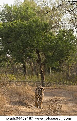 Bengal Tiger (Panthera tigris tigris) walking on a jungle track, head on, Ranthambhore National Park, Rajasthan, India, Asia View Large Photo Image Stock Photo - Bengal Tiger (Panthera tigris tigris) walking on a jungle track, head on, Ranthambhore National Park, Rajasthan, India, Asia. Fotosearch