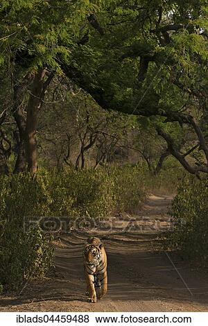 Bengal Tiger (Panthera tigris tigris) walking on a jungle track, head on, Ranthambhore National Park, Rajasthan, India, Asia View Large Photo Image Stock Photo - Bengal Tiger (Panthera tigris tigris) walking on a jungle track, head on, Ranthambhore National Park, Rajasthan, India, Asia. Fotosearch