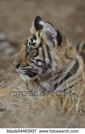 Stock Photo - Bengal Tiger (Panthera tigris tigris), cub lying in dry grass, portrait, Ranthambhore National Park, Rajasthan, India, Asia. Fotosearch
