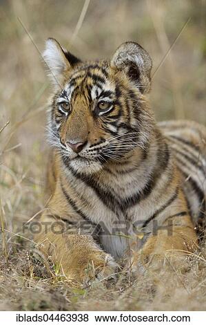 Bengal Tiger (Panthera tigris tigris), cub lying in dry grass, portrait, Ranthambhore National Park, Rajasthan, India, Asia View Large Photo Image Stock Photo - Bengal Tiger (Panthera tigris tigris), cub lying in dry grass, portrait, Ranthambhore National Park, Rajasthan, India, Asia. Fotosearch